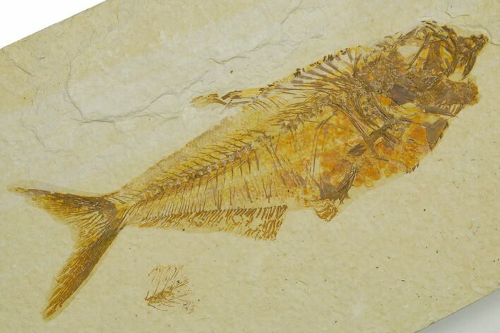 Detailed Fossil Fish (Diplomystus) - Wyoming #373833